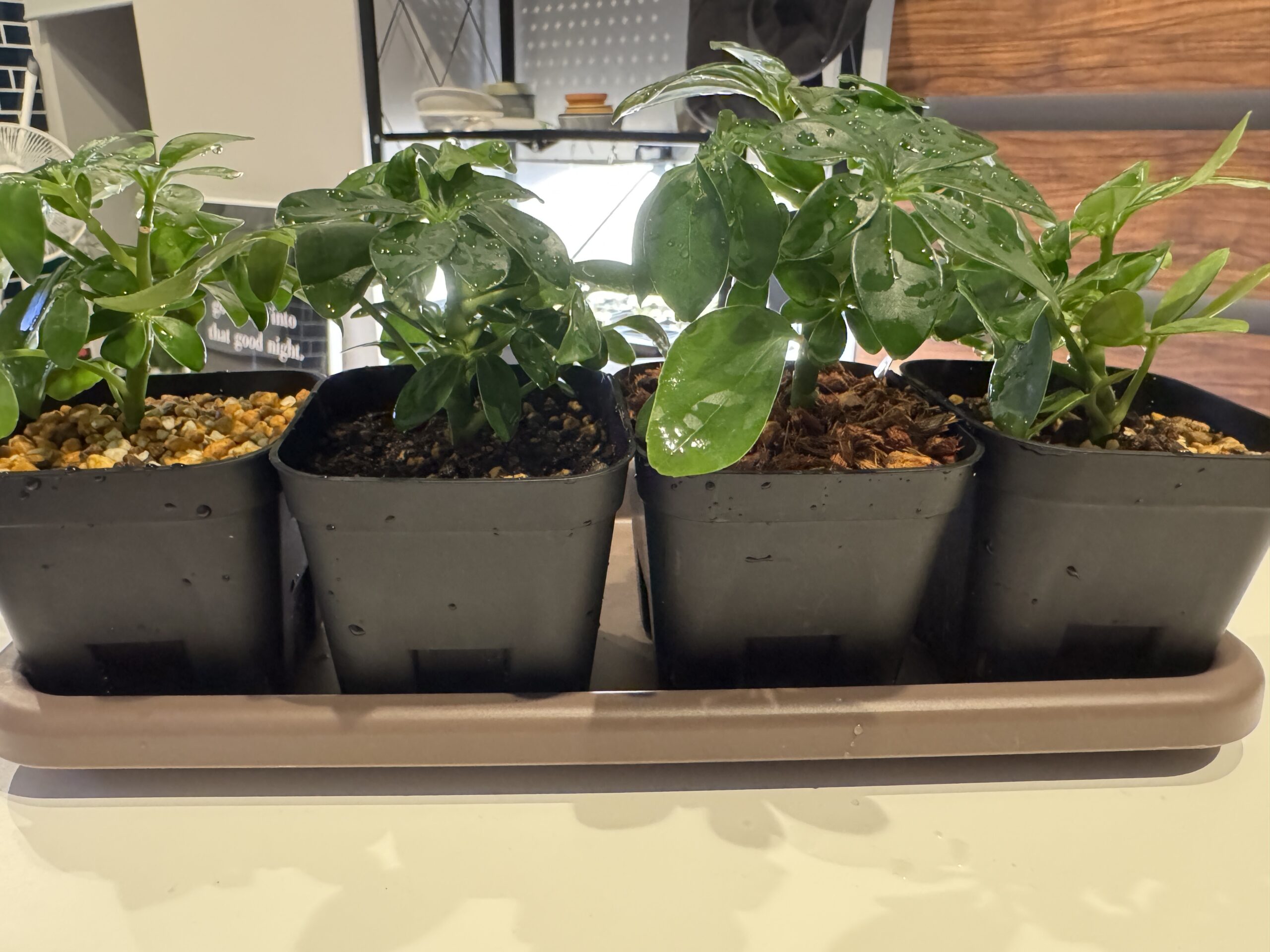 4種類の土に植えたカポック