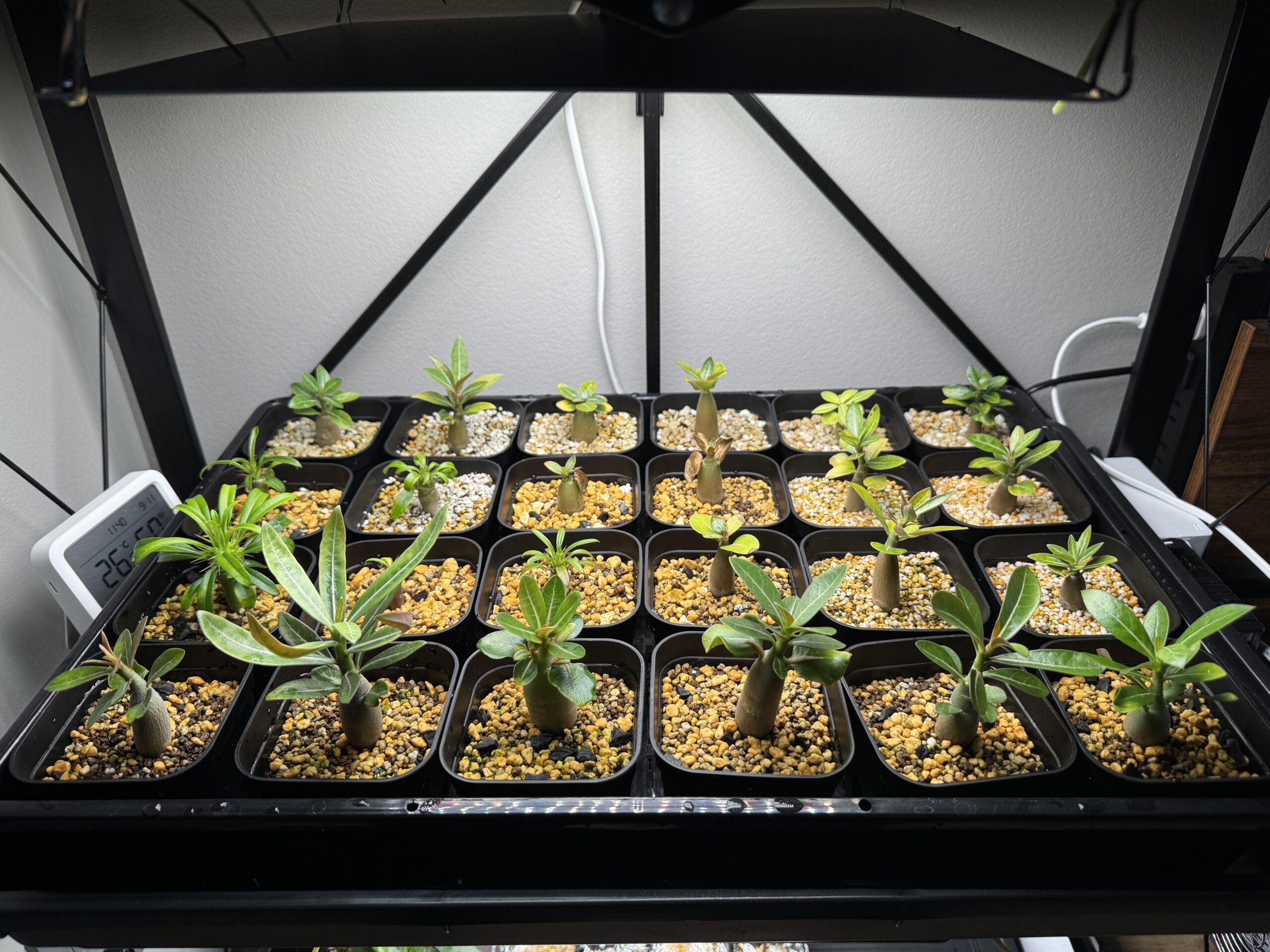 塊根植物の実生育成