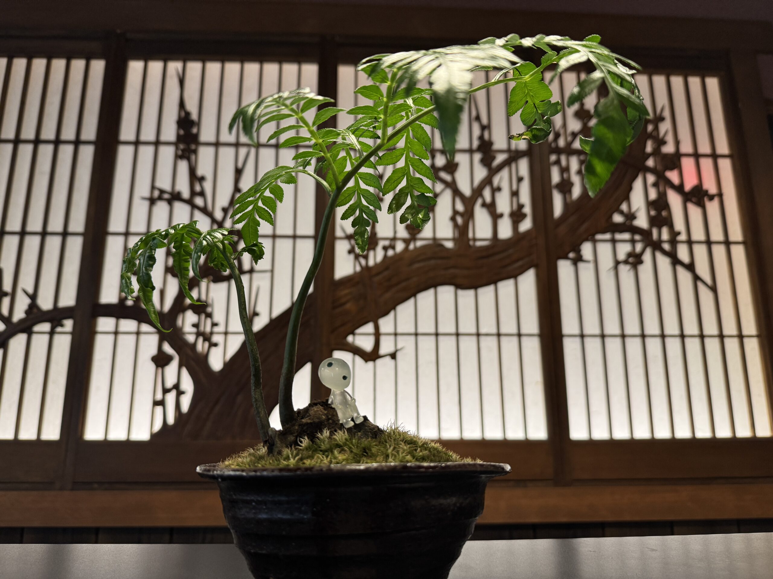 リュウビンタイ盆栽