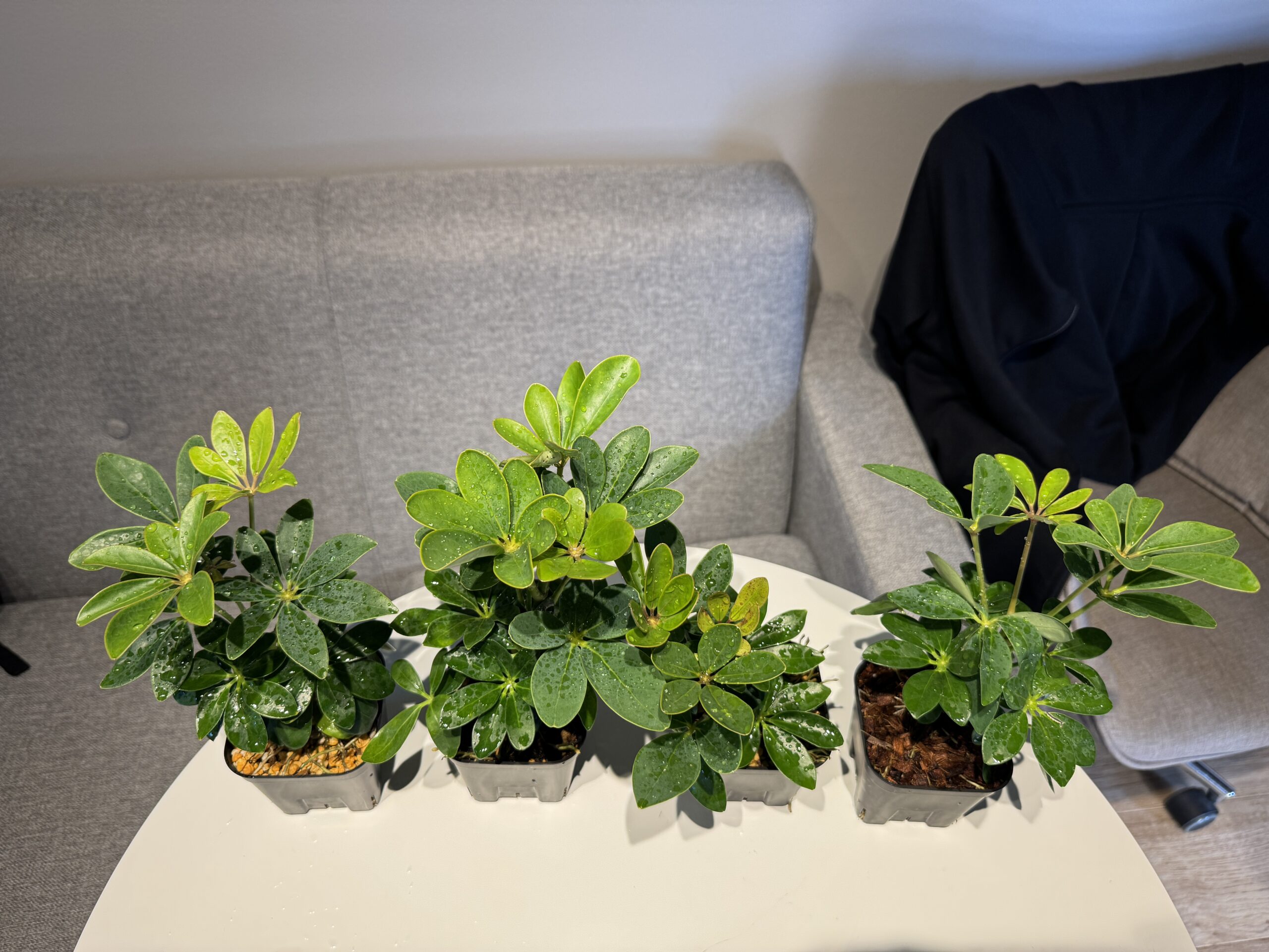 4種類の用土に植えたカポック